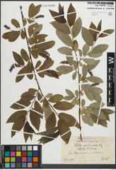 Foto von Salix pentandra L.